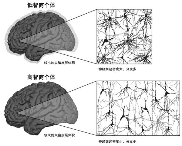 一看书就犯困：可能是大脑发出的“警告信号”